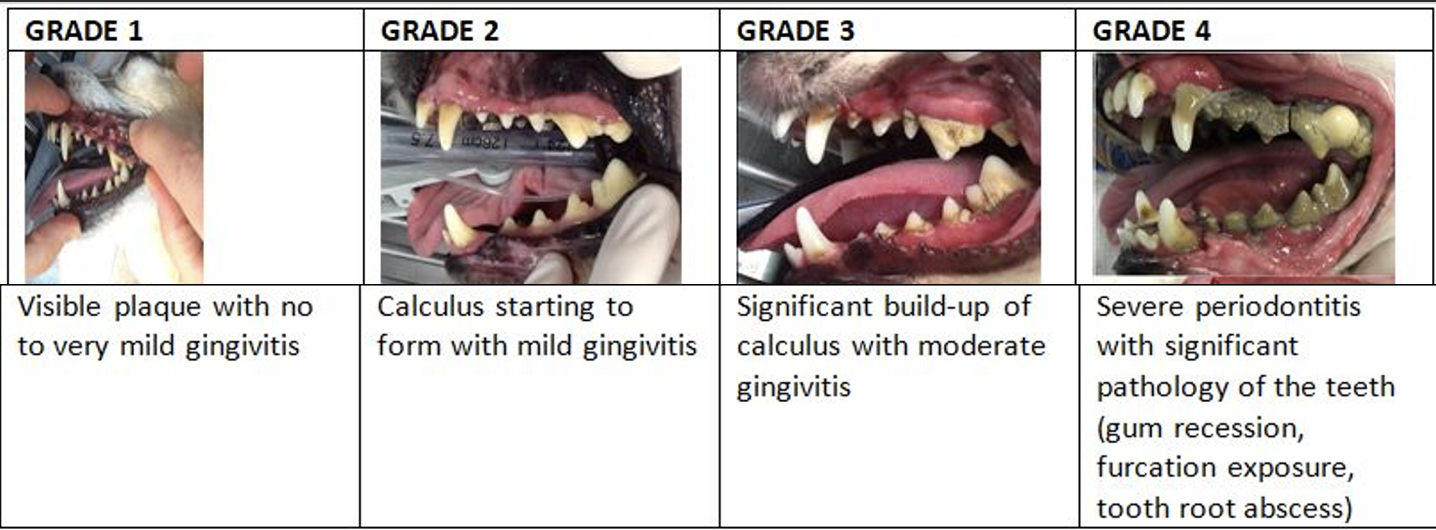 How Much Is It To Have A Dogs Teeth Cleaned